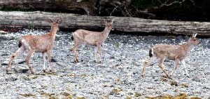Sitka black-tailed deer in DeGroff Bay. Successful or not, attempting to shoot deer from a boat is a misdemeanor in Game Management Unit 4. (ADF&G photo)
