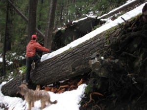 beaver lake blowdown
