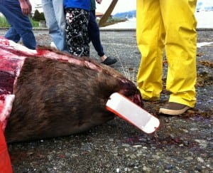 sealion 062012
