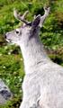 WhiteDeer2-1