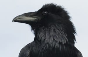 JPoulson Raven