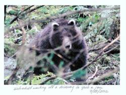 Bear_waiting_sm