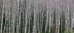 Red Alder_250