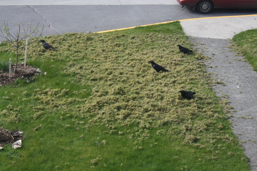 Look what the ravens did! Birds managed to, shall we say, aerate the lawn in front of our studios at the Cable House. They didn't get the memo that we were trying to keep things looking nice today. (KCAW photo by Ed Ronco)