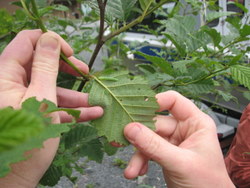 Alder_Sawfly_250