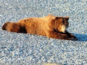 bear stretch