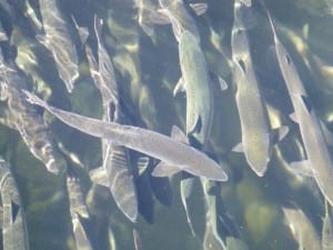 Pink salmon gather at the mouth of Starrigavan Creek in Sitka. in some markets, the roe of this species can be more valuable than the flesh. (KCAW photo/Rich McClear)