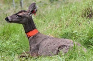 The doe suffered only minor injuries from the wire. The GPS collar will release on its own next summer. (ADF&G photo/Phil Mooney)