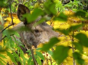 moose
