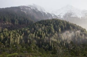 At 17 million acres, the Tongass National Forest, pictured here near Sitka, is the country's largest. (Photo by Mike Hicks)