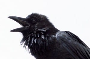 Bird of the day