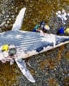 Researchers collect samples from a beached humpback whale carcass Saturday on a Sitka Sound beach.