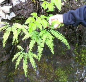 fern detail
