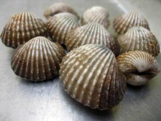 Cockles - Alaska Department of Health and Social Services