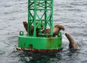 11-3-12 Sea lions touch noses at buoy haul-out compressions