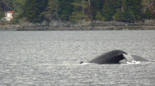 11-3-12 Whale's tale diving during WhaleFest cruise - compressed