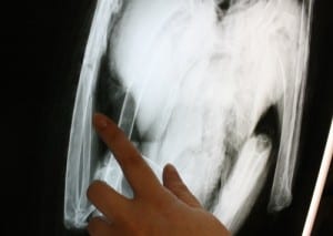 A small fracture is visible in one of Windex's wing bones. The bald eagle, found dead in April, was a patient at the Alaska Raptor Center in 1995. (KCAW photo by Ed Ronco)