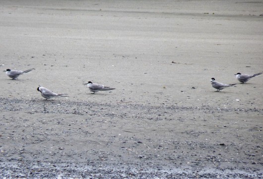 Five Aleutian terns sit on a protected beach on Yakutat's Black Sand Spit, a nesting area. Photo by Ed Schoenfeld, CoastAlaska News.