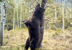 Bear necessity