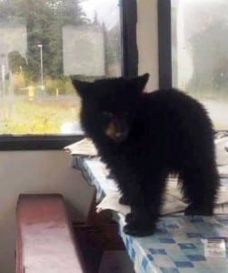 Smokey, an orphaned black bear cub, has gone viral on Facebook. Sitka's Fortress of the Bear has offered to house the animal. .