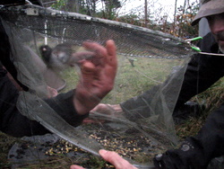 Don't try this at home. Baluss has a license from the USGS Bird Banding Lab to trap songbirds. (KCAW photo/Robert Woolsey)