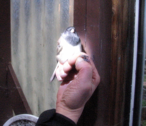 Baluss takes a picture of every junco she bands. The birds are calm while she handles them. (KCAW photo/Robert Woolsey)