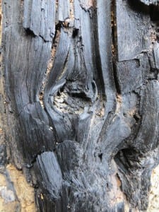 Structural details can still be seen in the charcoal tree found near Sitka. (Courtesy Kitty LaBounty)