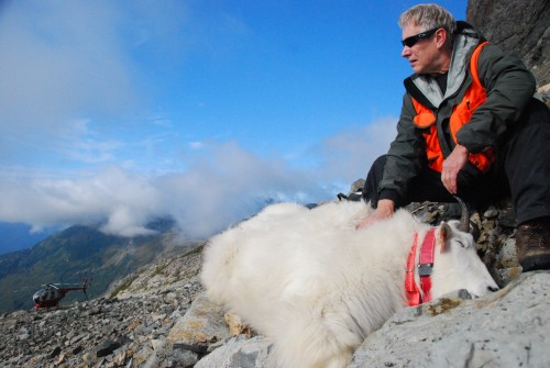 Phil Mooney holds a sedated mountain goat. He will give the goat an injection to reverse the tranquilizing drug. It takes 5-7 minutes for the goat to wake up and walk away, no worse for wear. (photo by Kevin White, Juneau goat researcher)
