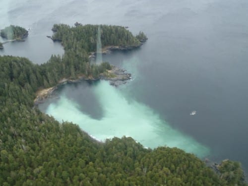 Herring spawn, on the west side of Middle Island Tuesday morning (3-25-14). (ADF&G photo/Dave Gordon)