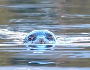 seal