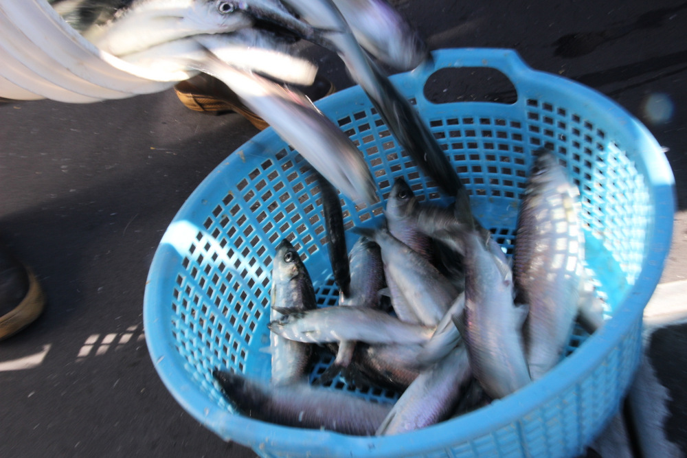Herring caught during the 2014 Sitka Sound sac roe fishery. A recent study suggests that managers should take a longer view when managing fisheries like this one. (KCAW photo/Rachel Waldholz)