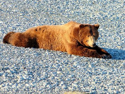 Let’s bear down!
