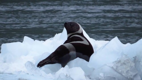 A lone ribbon seal rests on a berg in Prince William Sound on July 9, 2014. The animal is rarely seen beyond the Bering Sea. (US Fish & Wildlife photo)