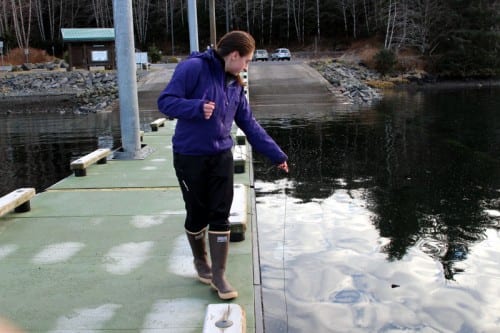 Paralytic shellfish poisoning is transmitted through bivalves, especially butter clams, mussels, and cockles. But it all begins in the water, in the naturally produced toxins of certain kinds of plankton. (Emily Kwong/KCAW)
