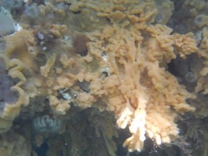 D.vex looks like bad carpeting. It's nickname is "sea vomit." This image is from Whiting Harbor. (ADF&G photo)