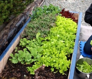 19garden2