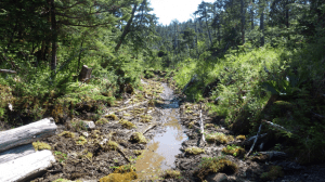A wooded area of the "Boomer Lands." It's located on Chichagof Island. Photo courtesy the Forest Service.