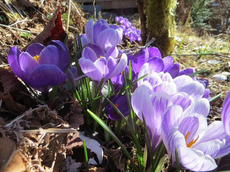A “Pop Up” Garden Show!