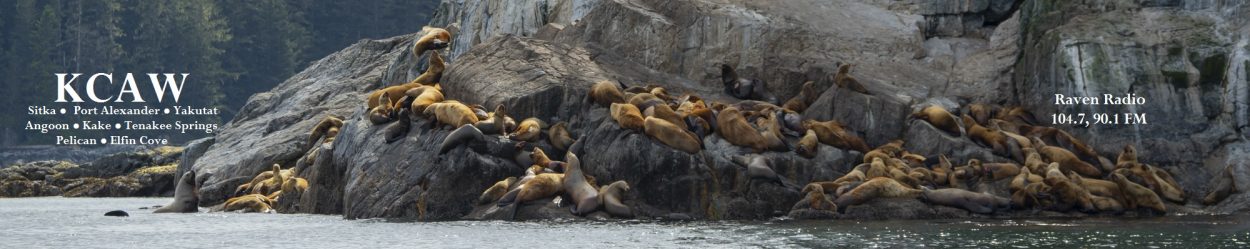 Sealions5